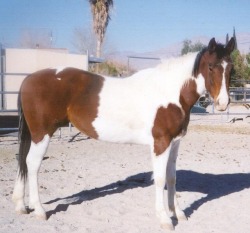 Nevada Horse